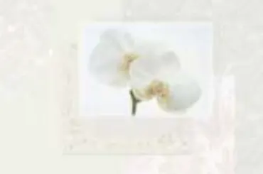 Chachemire White Tischset, 45x30cm