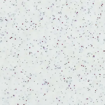 Tablett GN1/1 Polyclassic, Weiss